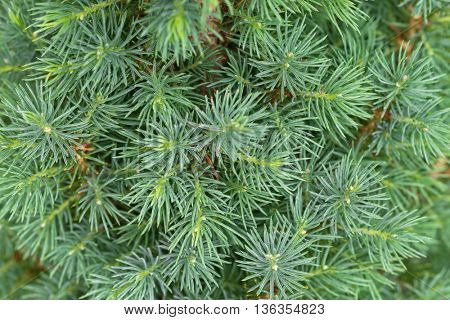Closeup texture of young Dwarf Pine Tree leaves in green color during summer in Europe