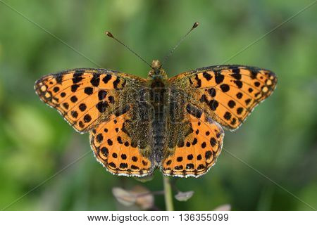 The spotted fritillary or red-band fritillary (Melitaea didyma)  in natural habitat