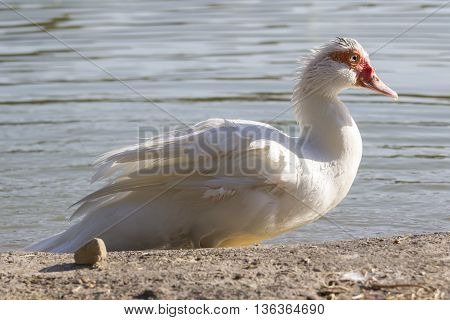 CAGLIARI - Walk in the Park of Monte Claro - Sardinia - birds resting near the pond