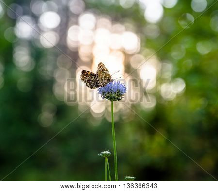 melitaea athalia butterflies on the background of the rising sun