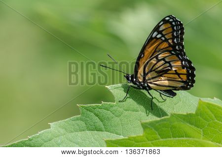 Viceroy Butterfly with an injured wing perched on a leaf.