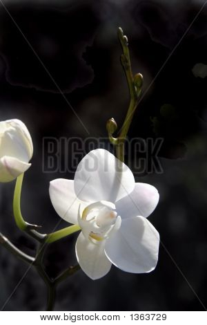 Orquídea branca