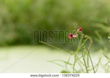 Red flowers on the edge of rice fields. Green rice plant background is blurred.