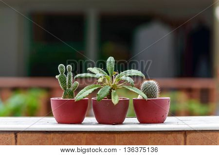 Three Cactus tree in mini potted is Mammillaria cactus species and Opuntia ficus-indica or Prickly cactus species and Dorstenia Foetida or Grendelion species Were placed at border of the Wall.