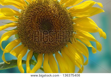Closeup sunflowers in full bloom with bee