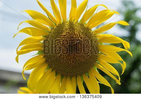 Closeup sunflowers in full bloom with bee