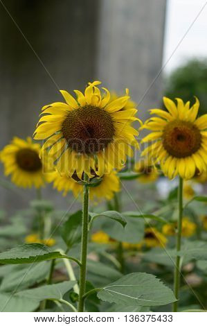 Closeup sunflowers in full bloom with bee