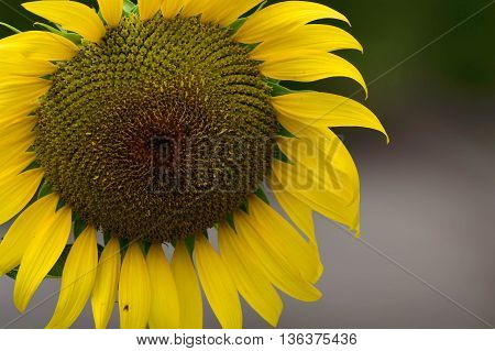 Closeup sunflowers in full bloom with bee