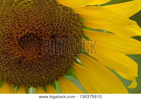 Closeup sunflowers in full bloom with bee