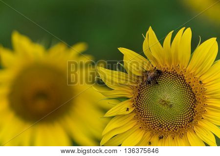 Closeup sunflowers in full bloom with bee