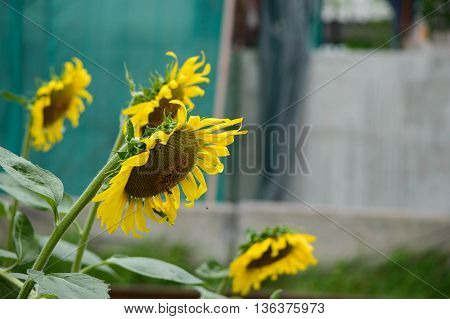 Closeup sunflowers in full bloom with bee