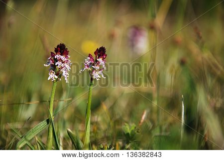 Beautiful Burnt Orchids in a grassland at the swedish island Oland