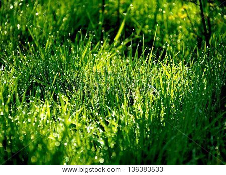 Blades of grass with morning dew drops