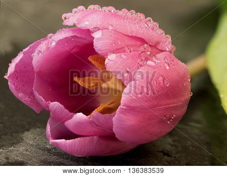 Pink tulip with water droplets on a slate base