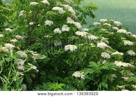 elderberry  bush flowering spring blossoming fruit fruit