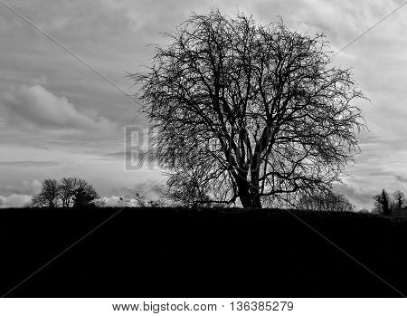 Lone tree with cloudy sky background in black and white