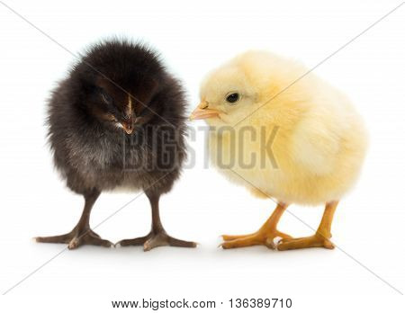 Photo of two cute baby chicks black and yellow isolated on white background