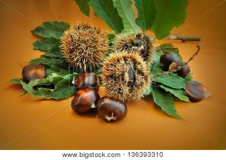 sweet chestnut fruit with green leaf on orange background