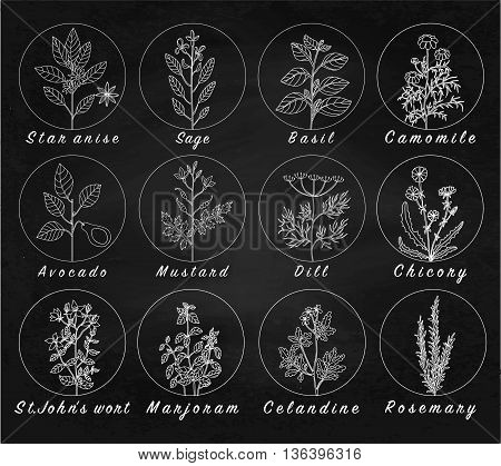 Set of spices herbs and officinale plants icons. Healing plants. Medicinal plants herbs spices hand drawn illustrations. Botanic sketches icons.
