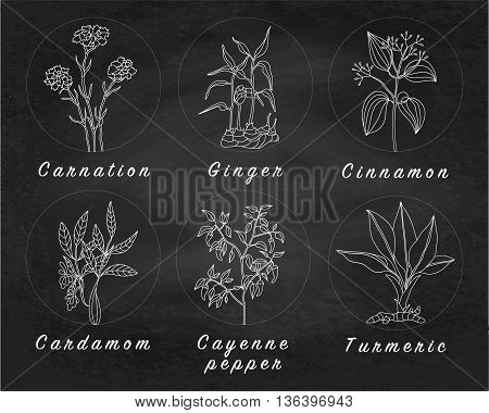 Set of spices herbs and officinale plants icons. Healing plants. Medicinal plants herbs spices hand drawn illustrations. Botanic sketches icons.