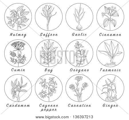 Set of spices herbs and officinale plants icons. Healing plants. Medicinal plants herbs spices hand drawn illustrations. Botanic sketches icons.
