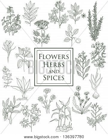 Set of spices herbs and officinale plants icons. Healing plants. Medicinal plants herbs spices hand drawn illustrations. Botanic sketches icons.