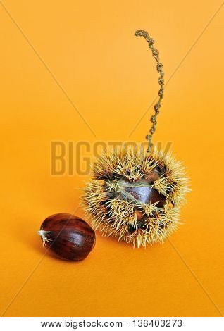 sweet chestnut fruit with seeds on orange background