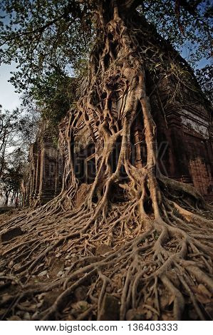 Ancient cambodian temple covered with banyan roots