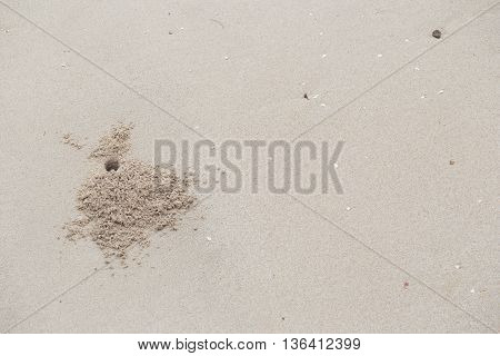 crab hole home of crab on the beach