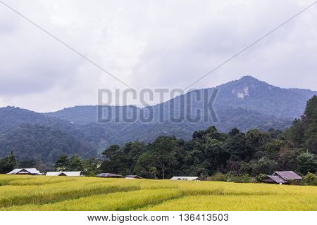 golden rice field in Mae Klang Luang village, Chomthong Chiangmai Thailand.