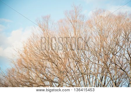 Close up autamn trees with blue sky background