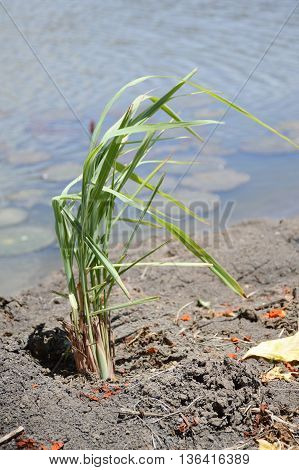 fresh green cymbopogon citratus plants in nature garden