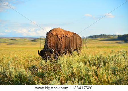 Bison In Valley At Yellowstone National Park