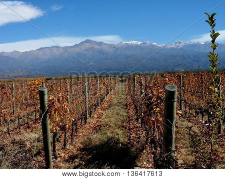 LANDSCAPE VINEYARD IN BODEGA ARGENTINA. ANDES MOUNTAINS
