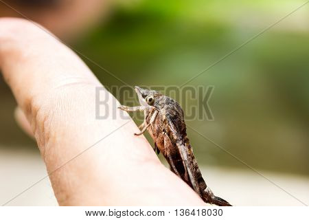 Nessus sphinx Amphion floridensis insect brown Amphion floridensis catch on finger