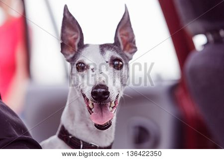 Coursing. Portrait of a whippet dog. Waiting for his race. Gambling crazy eyes