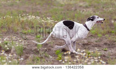 Coursing. Whippet dog running in the field. Camomile field on a sunny day