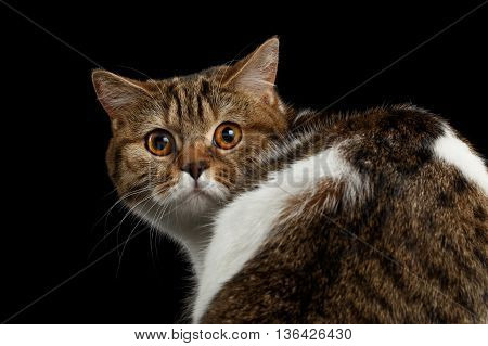 Close-up Frightened Scottish Straight Cat Turned back Head on Isolated Black Background, Back view, Curious Looks, Tabby with white Cat