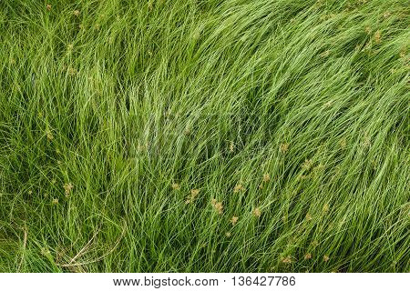 Cocograss close up beautiful green Nut grass pattern from garden