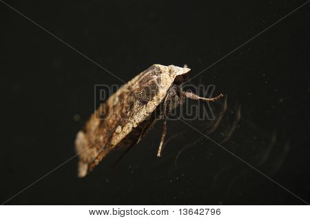 moth ในแก้ว