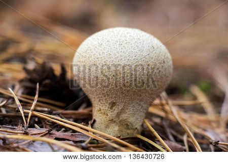 Mushroom pear-shaped puffball (Lycoperdon pyriforme) gray - white grows in a pine forest