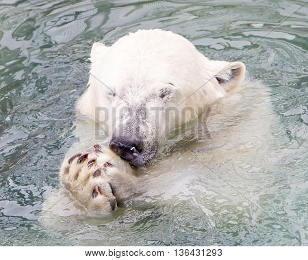Close-up Of A Polarbear (icebear)