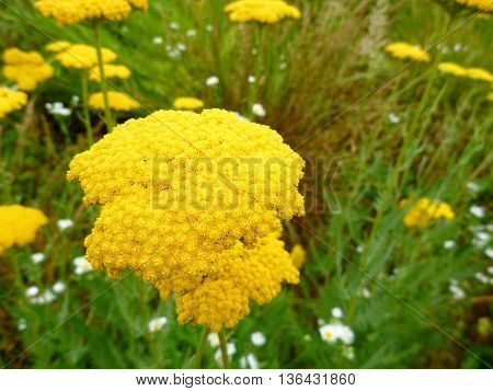 Detail Of A Yellow Blosomming Flower