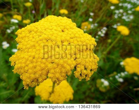 Detail Of A Yellow Blosomming Flower