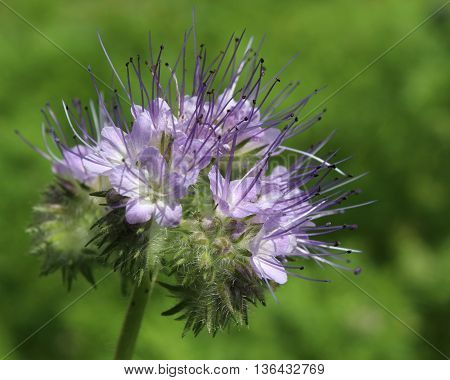 The pretty purple flowers of Phacelia tanacetifolia also known as tansy, or lacy phacelia.