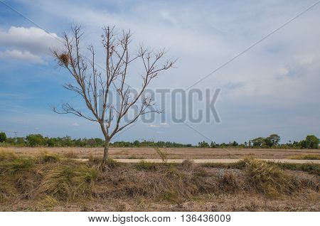 Empty road and a dry tree in the countryside