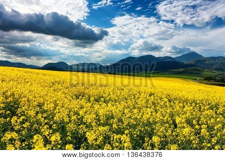 Rapeseed field and mountains - Chocske vrchy - Slovakia