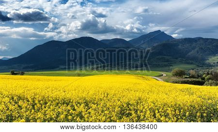 Rapeseed field and mountains - Chocske vrchy - Slovakia