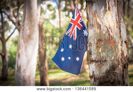 Australian flag on eucalyptus tree in bush