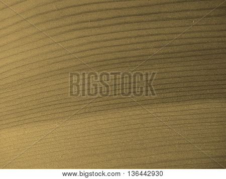 Larch Wood Background Sepia